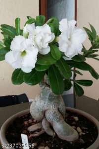 Amazing DESERT ROSEY ADENIUM 4