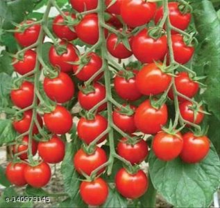 Graceful Vegetables 3