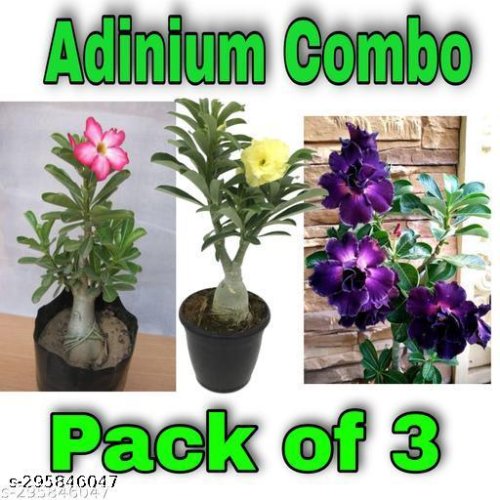  Indoor Live Plants