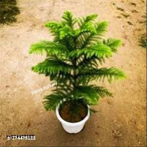  Indoor Live Plants