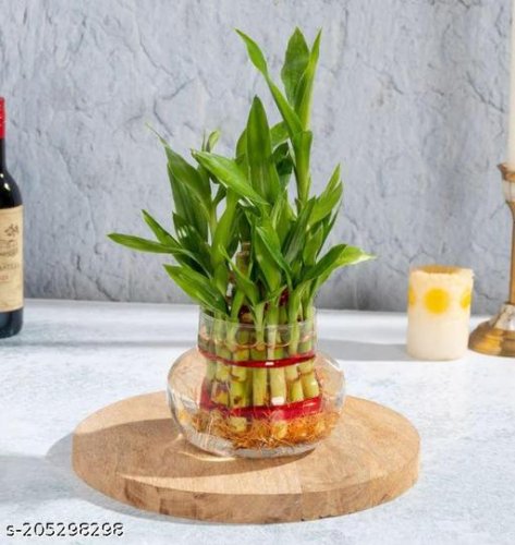 Unique Money plant