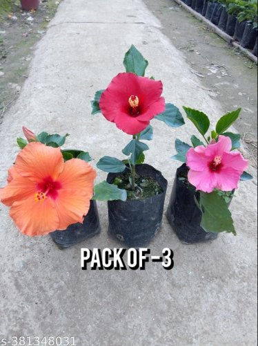  Flowers (Live Plants)