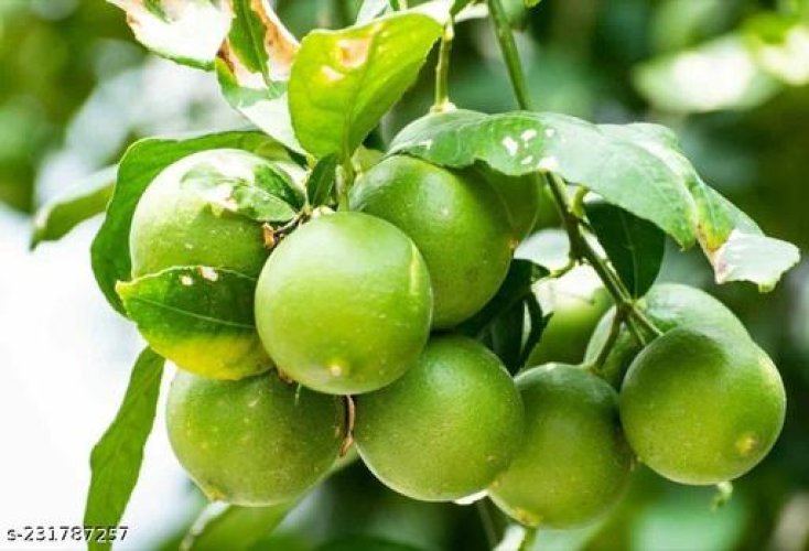 Fabulous Fruit & Fruit Trees