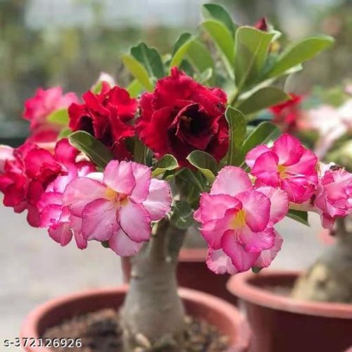  Flowers (Live Plants)