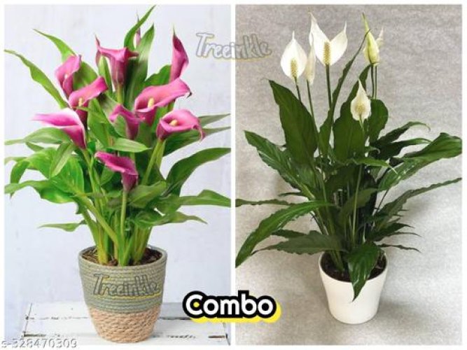  Flowers (Live Plants)