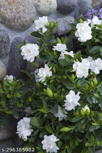 Flowers (Live Plants)
