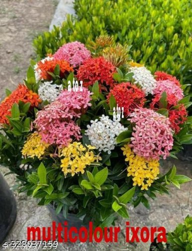  Flowers (Live Plants)
