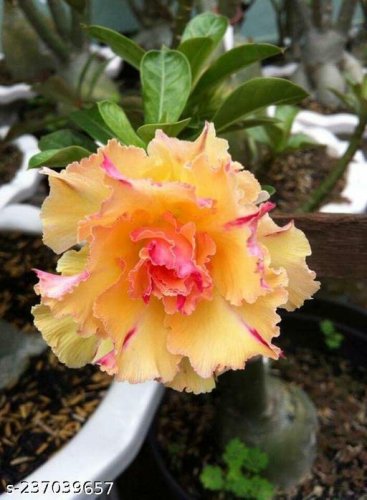 Amazing DESERT ROSEY ADENIUM