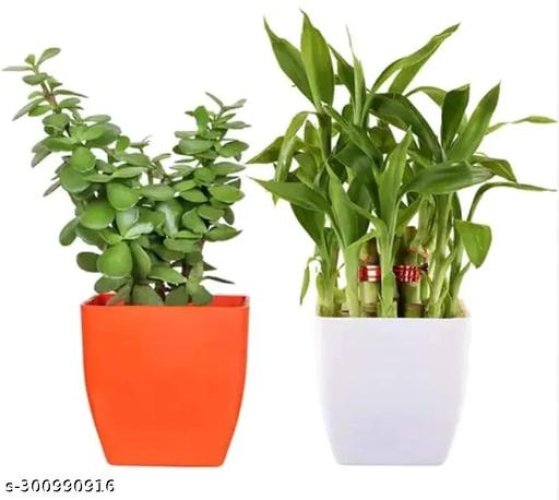  Indoor Live Plants