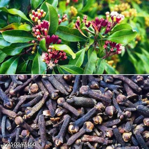Amazing Fruit & Fruit Trees