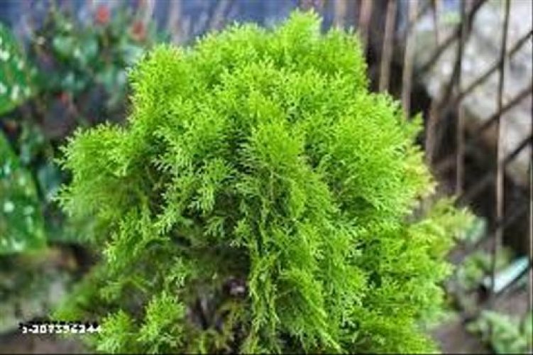 Trendy Hedges & Shrubs